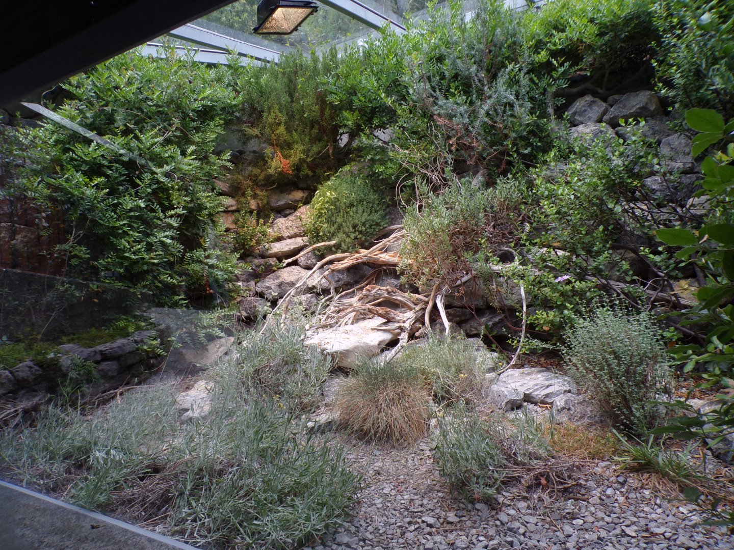 Ladder snake enclosure 9.7.25