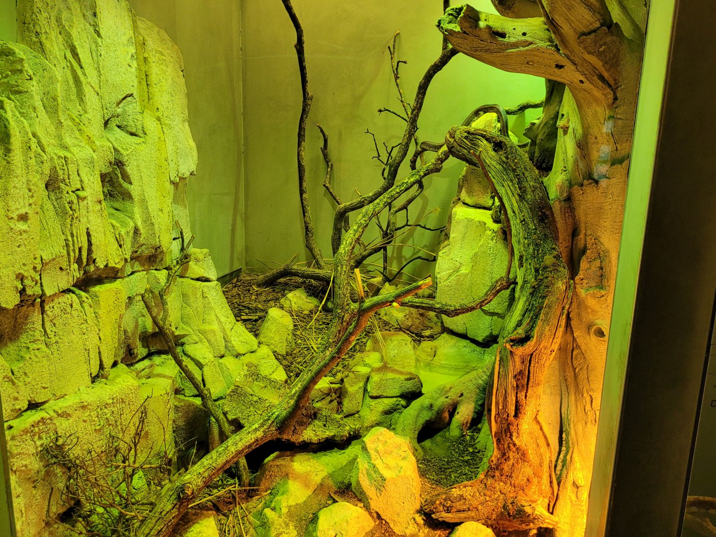 Ladder snake exhibit -Parc Zoologique de Paris (2022)