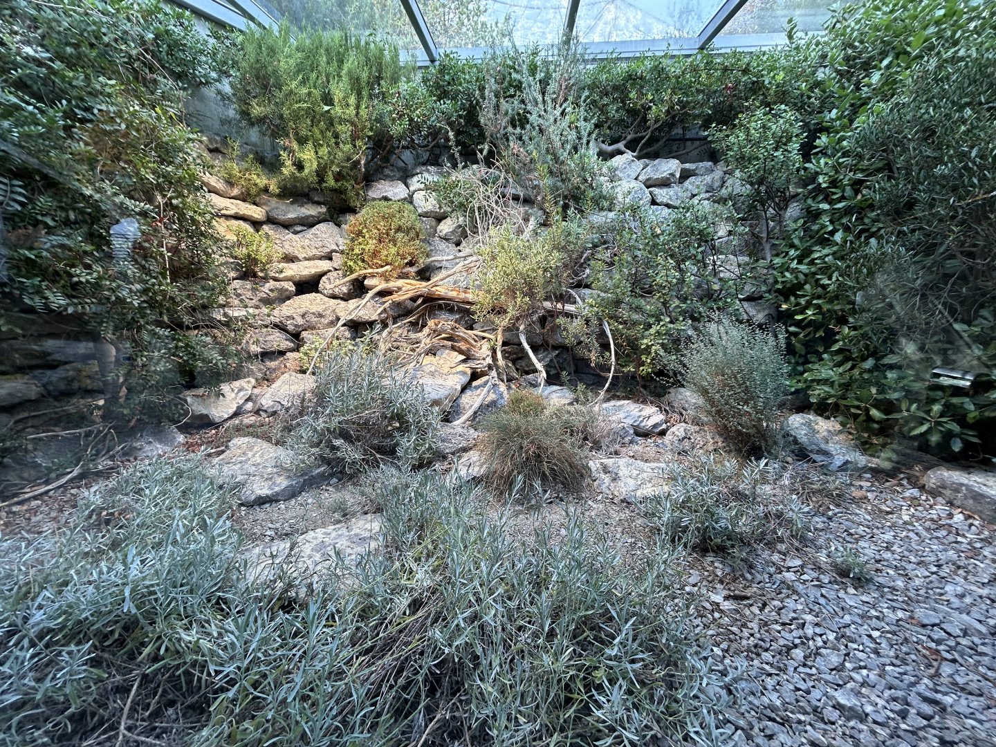 Ladder Snake Exhibit