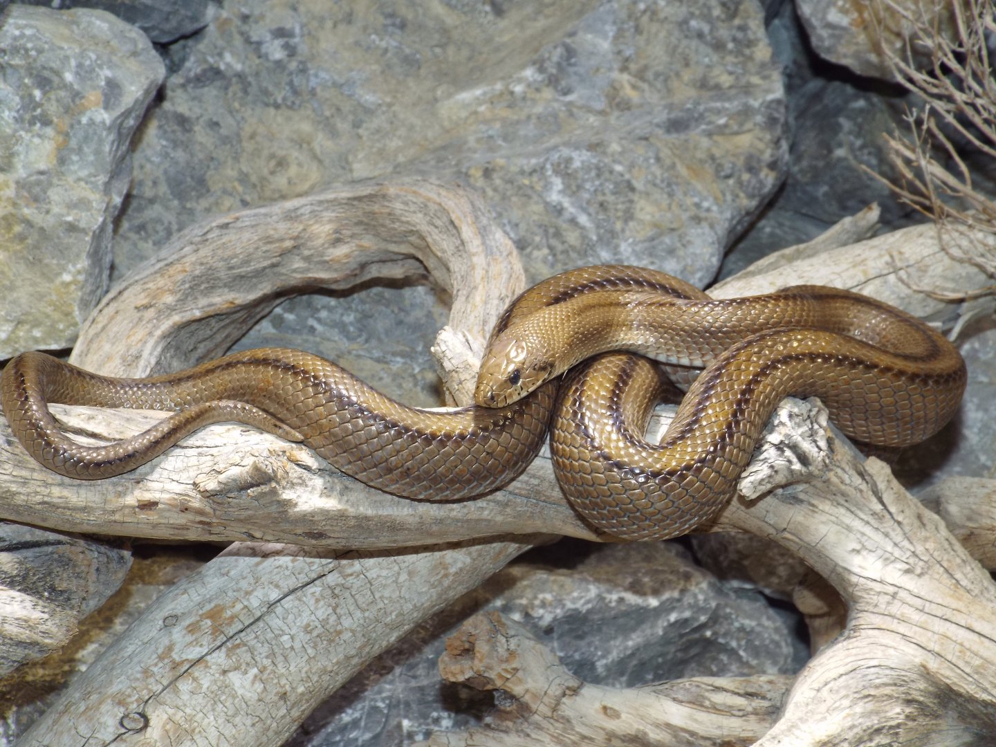 Ladder Snake (Rhinechis scalaris) at Alpenzoo Innsbruck - April 11 2015
