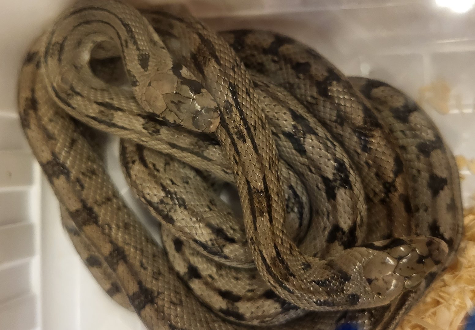 Ladder snakes - Zamensis scalaris