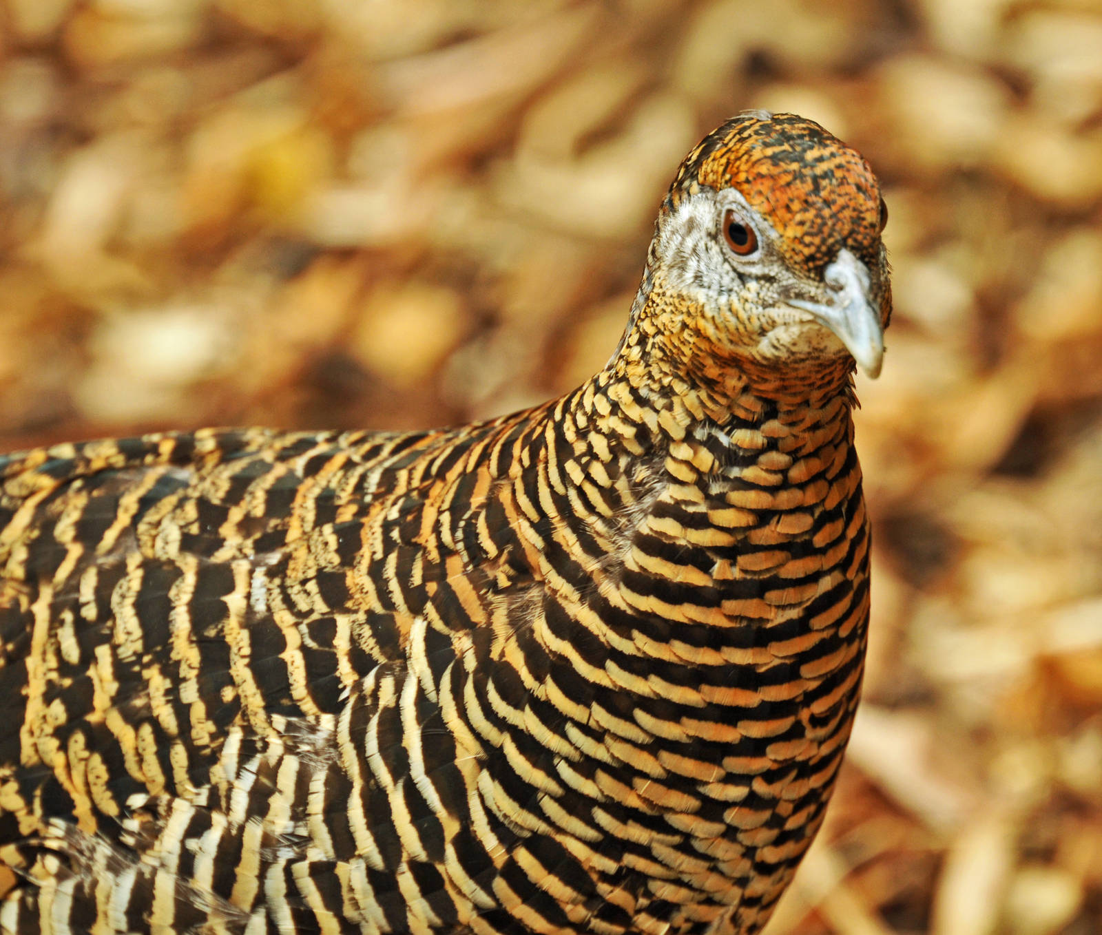 LADY AMESMYTHS PHEASANT