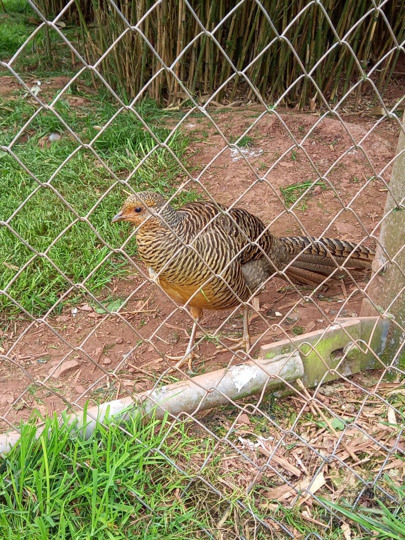 Lady Amhearst's Pheasant
