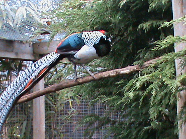 Lady Amherst pheasant 121210