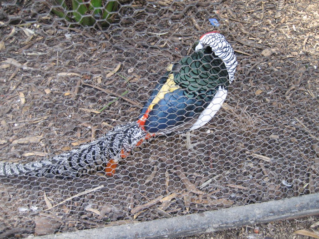 Lady Amherst Pheasant male
