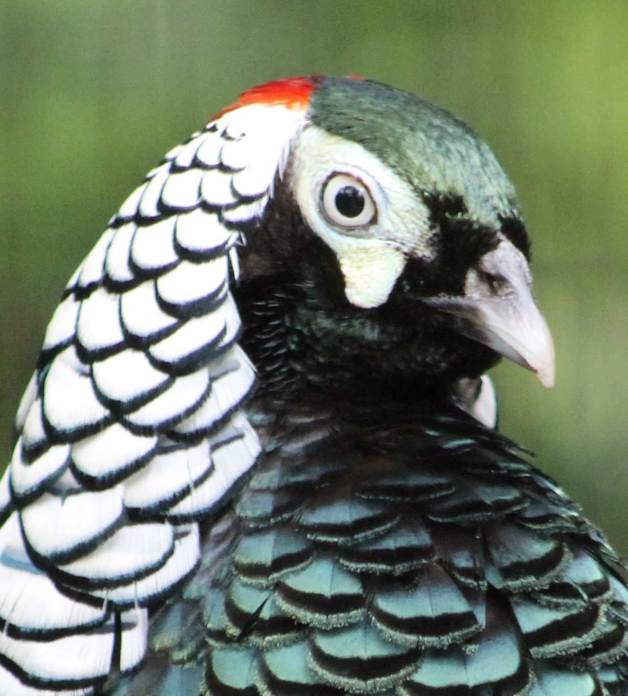 Lady Amherst pheasant male