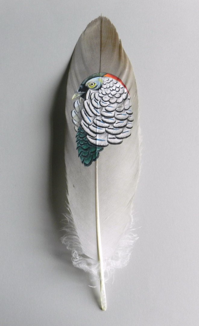 Lady Amherst Pheasant on feather