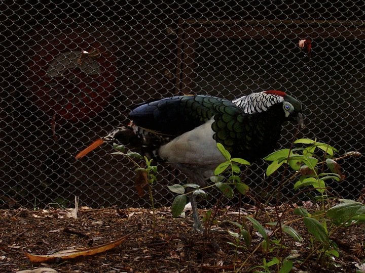Lady Amherst Pheasant
