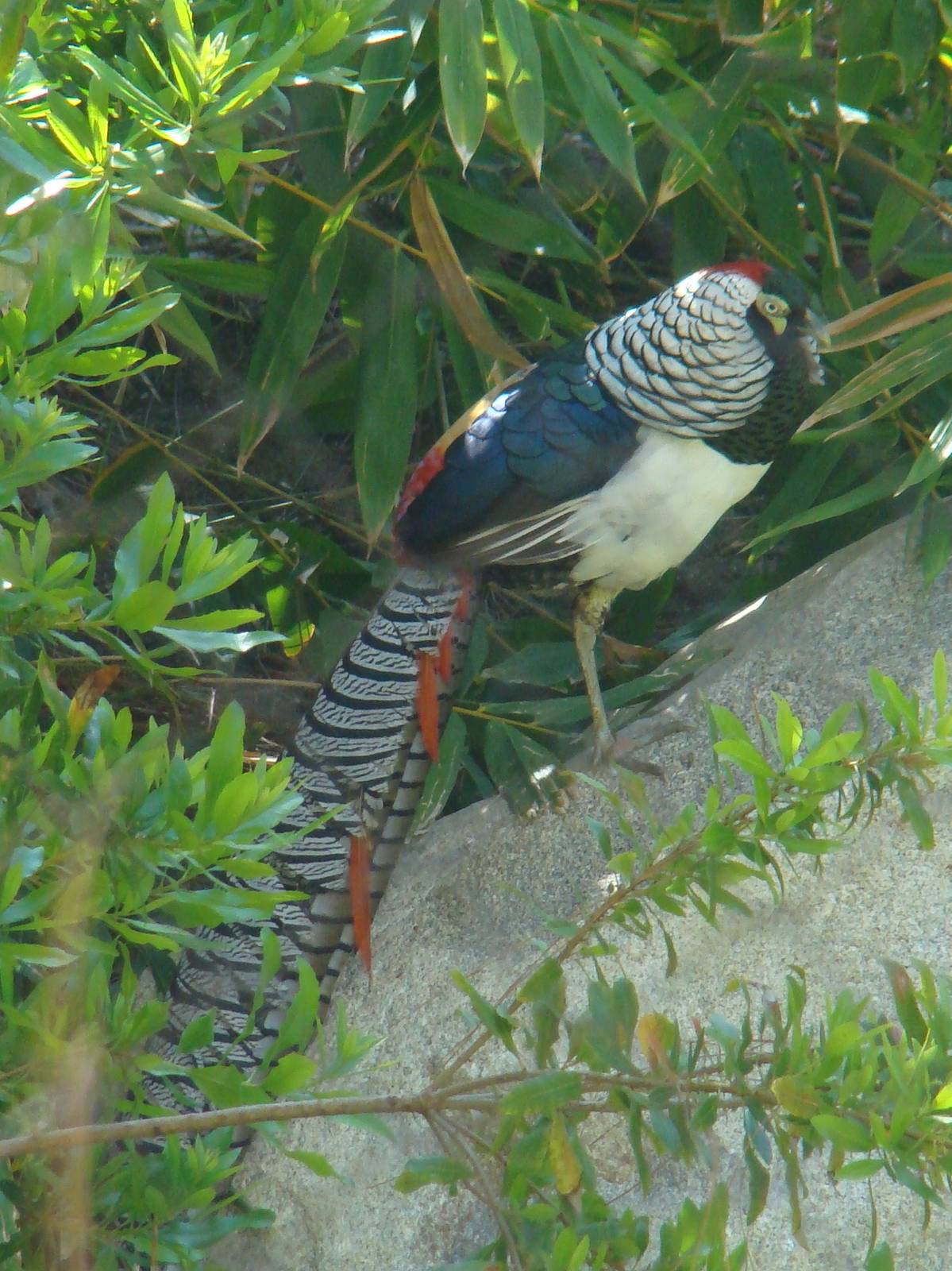Lady Amherst Pheasant