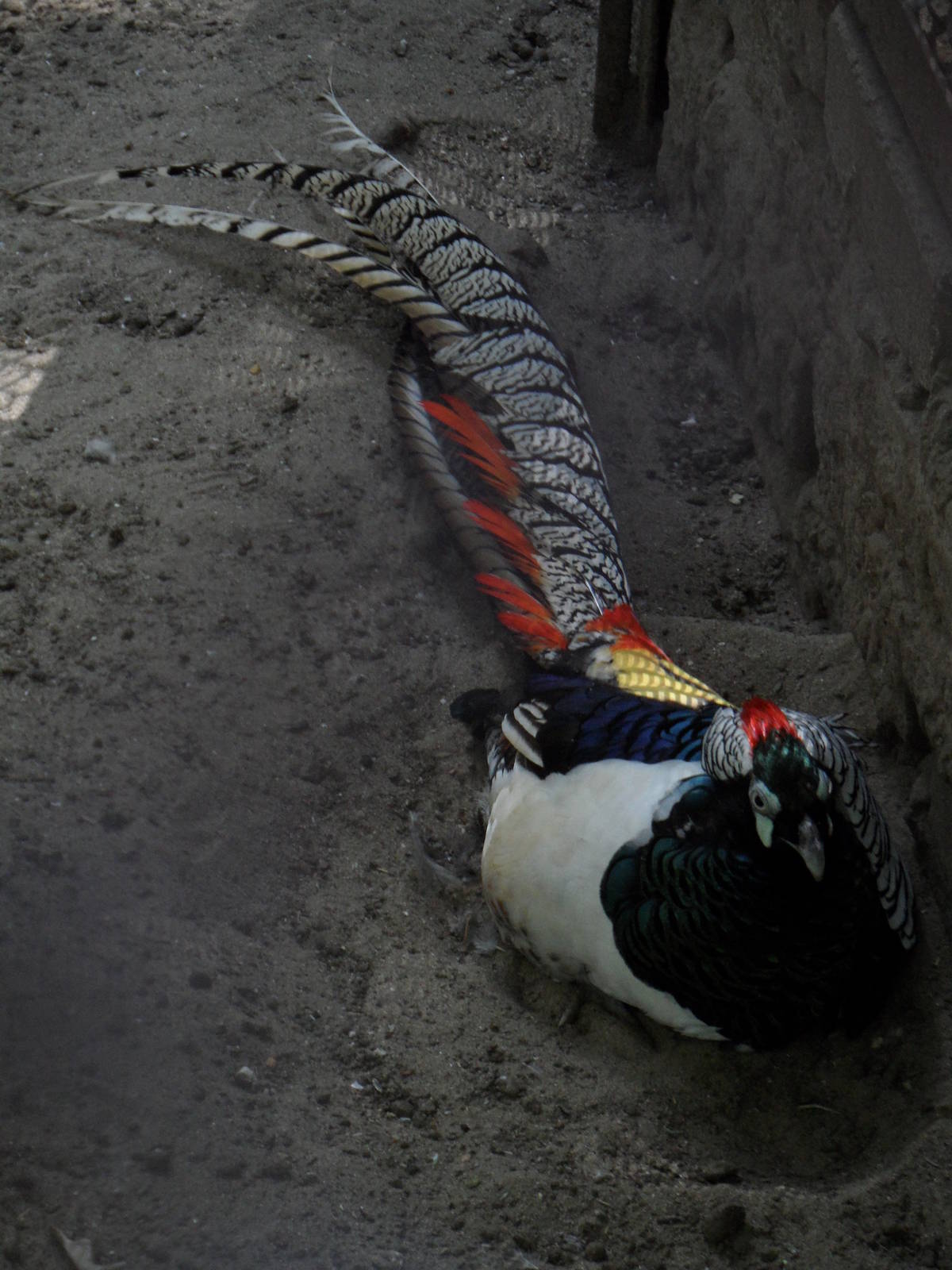 Lady Amherst pheasant