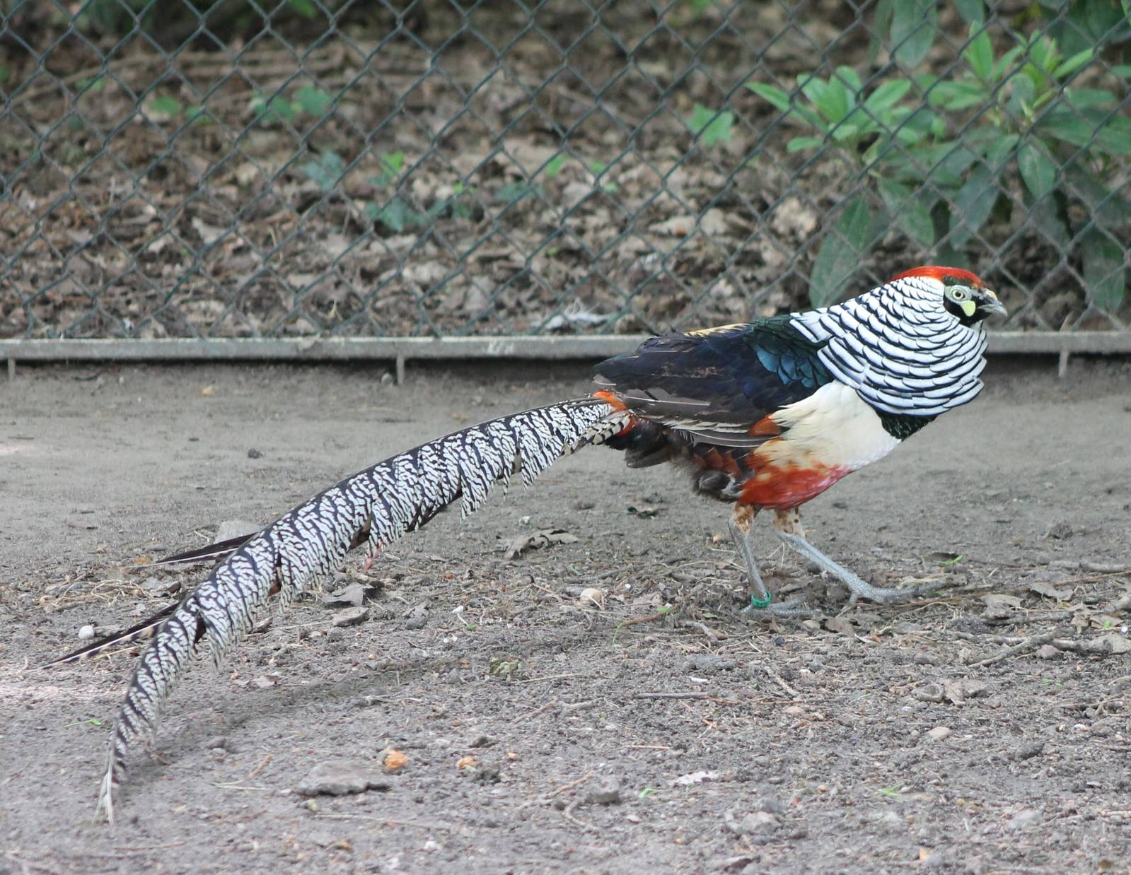 Lady Amherst pheasant