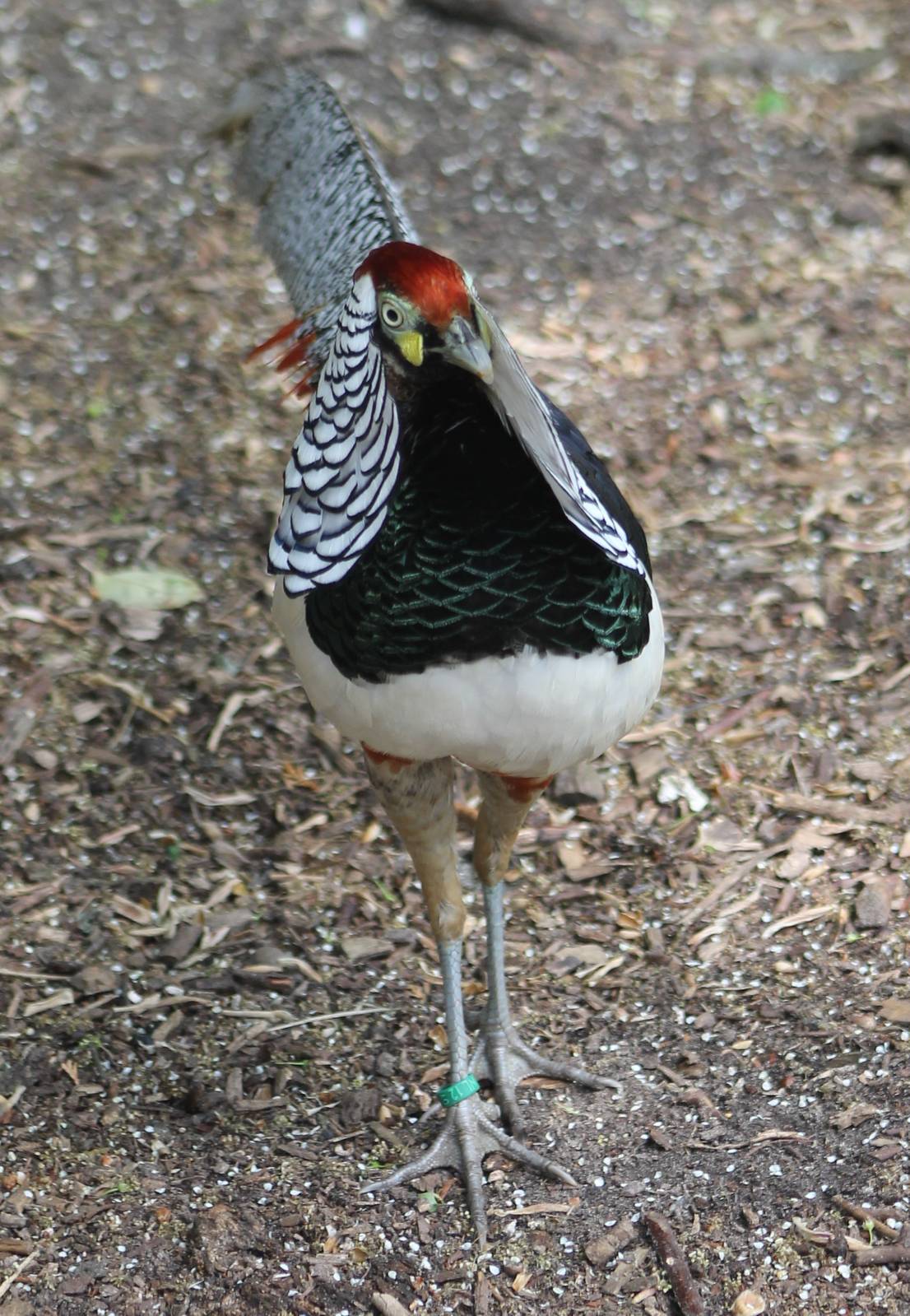 Lady Amherst pheasant