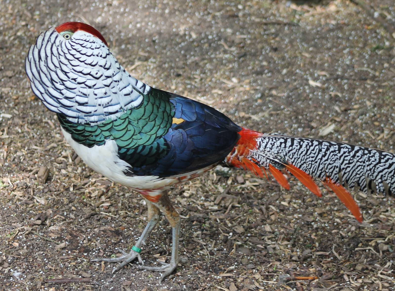 Lady Amherst pheasant