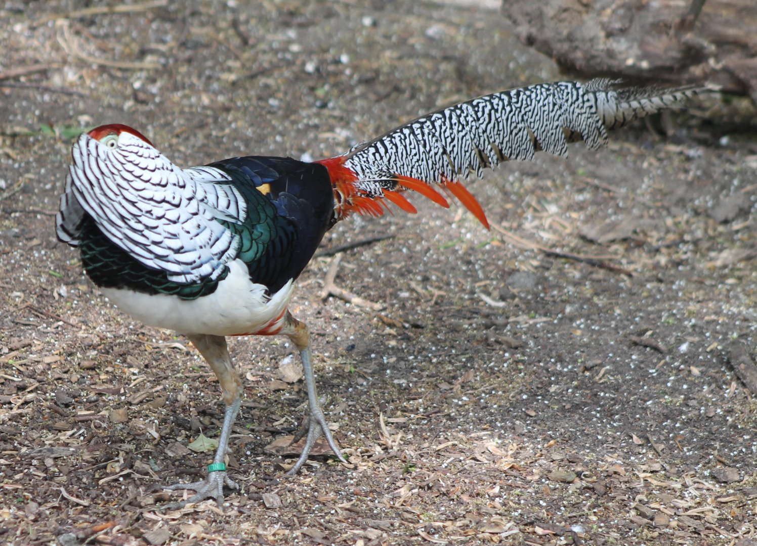 Lady Amherst pheasant