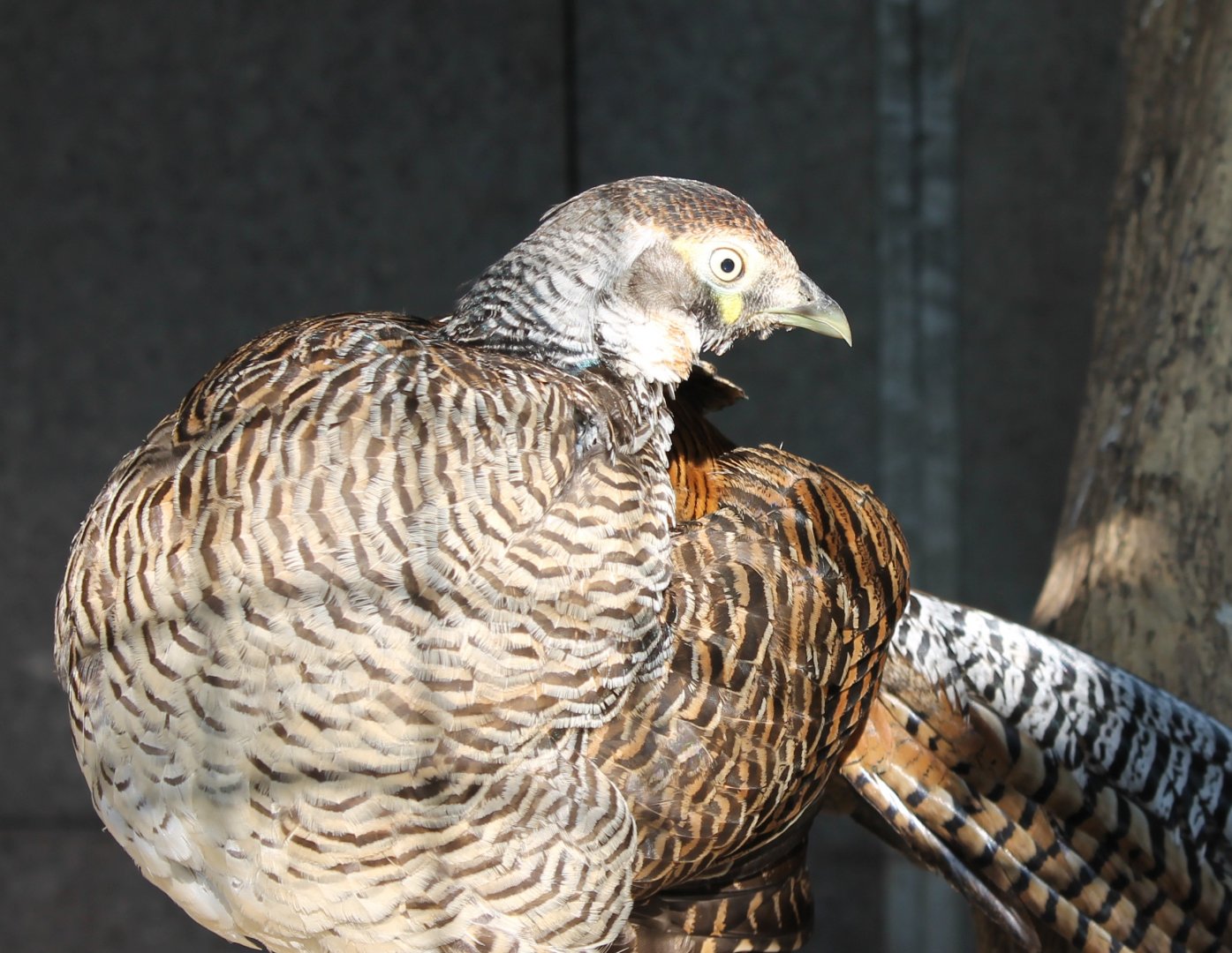 Lady Amherst pheasant