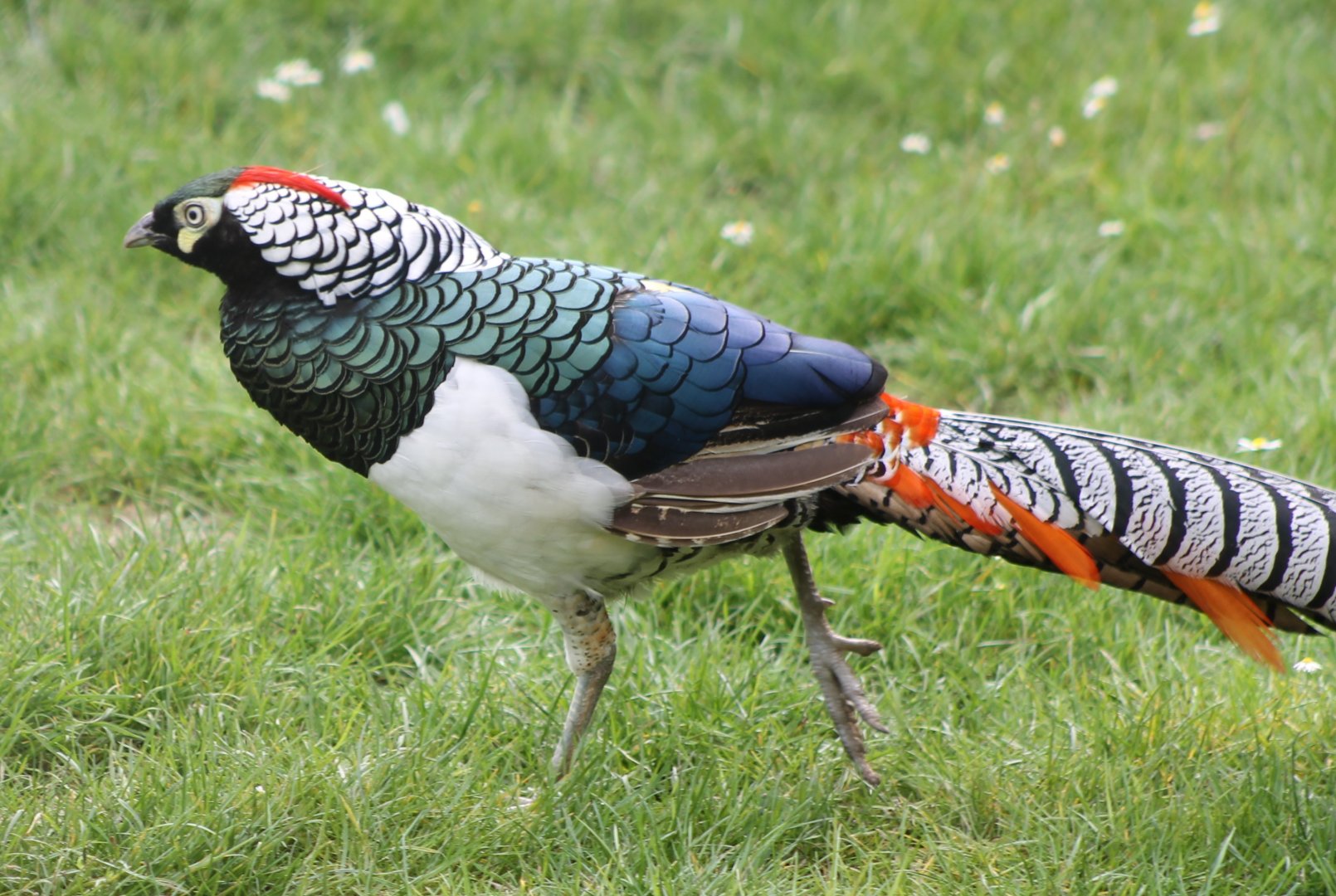 Lady Amherst pheasant