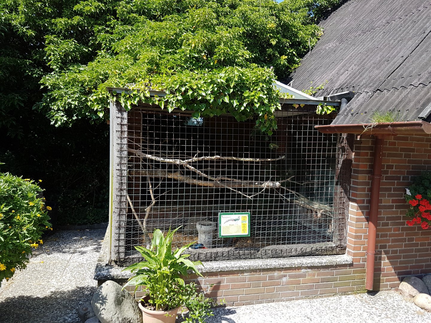 Lady Amherst pheasant
