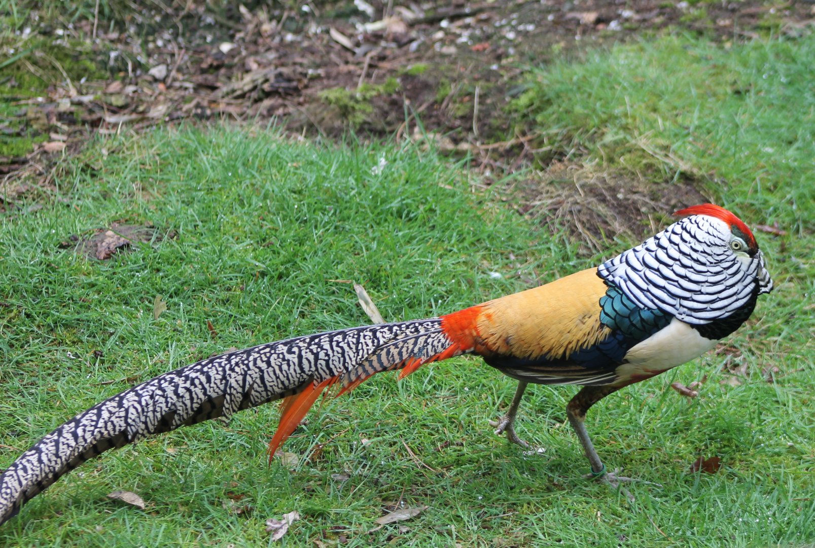 Lady Amherst pheasant