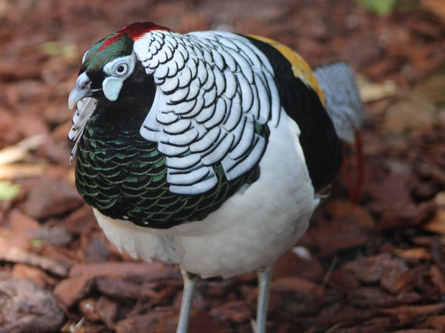 Lady Amherst pheasant