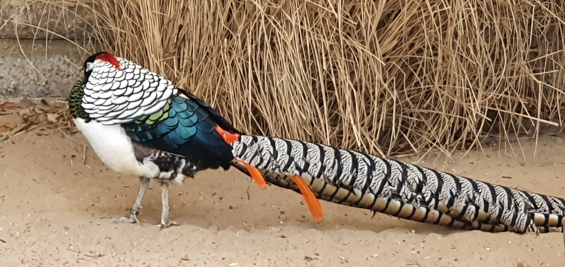Lady Amherst pheasant