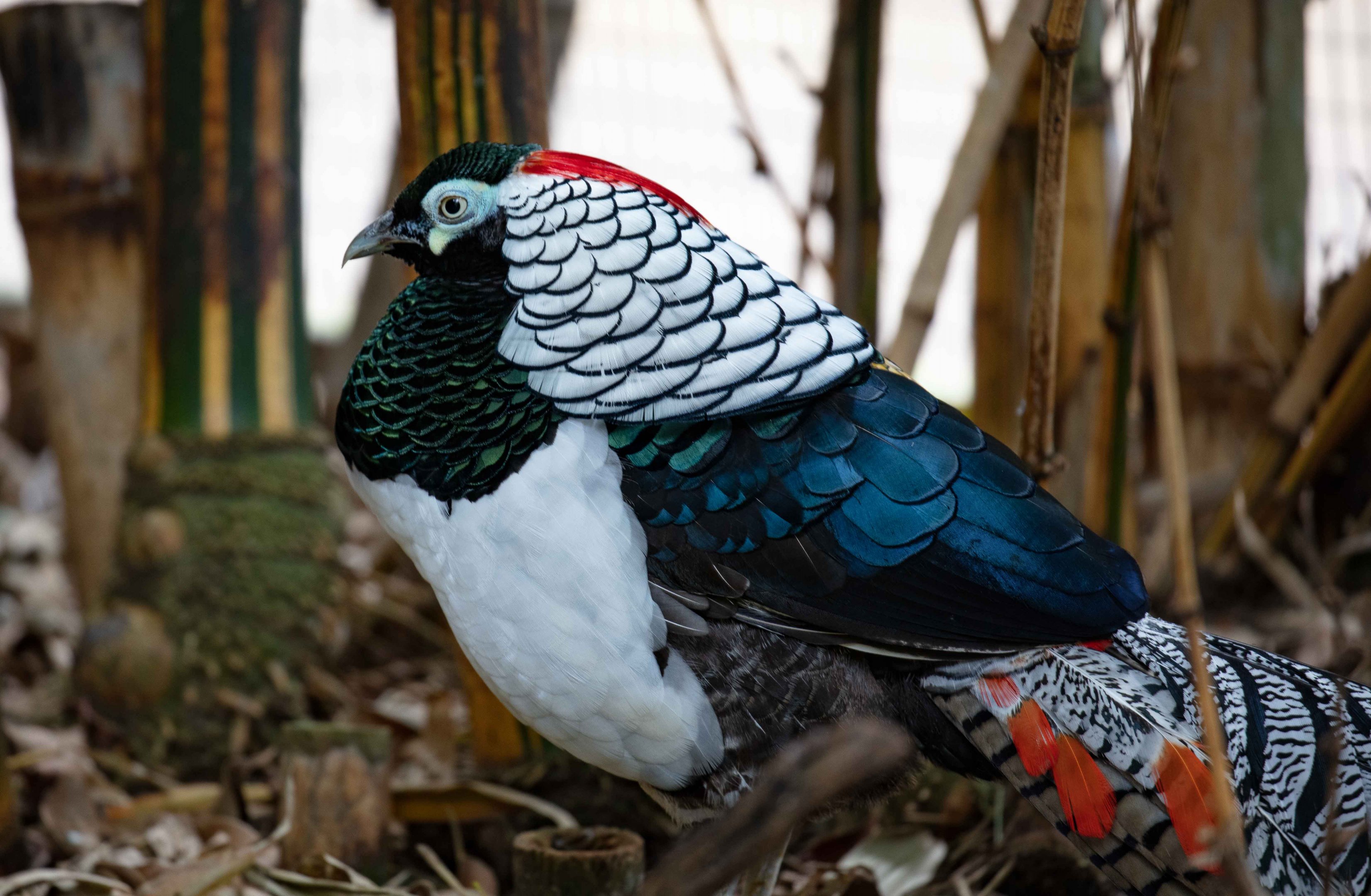 Lady Amherst Pheasant