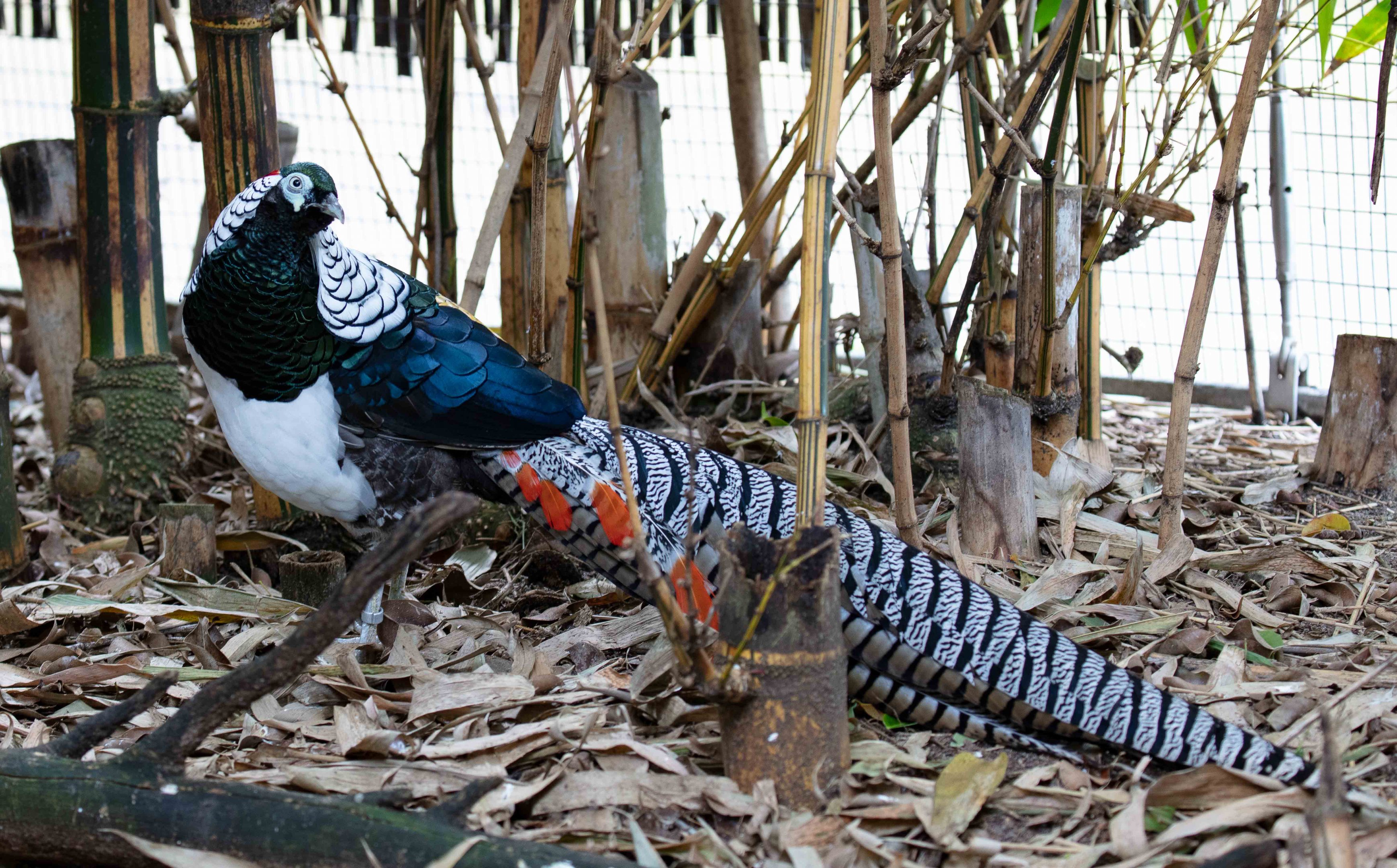 Lady Amherst Pheasant