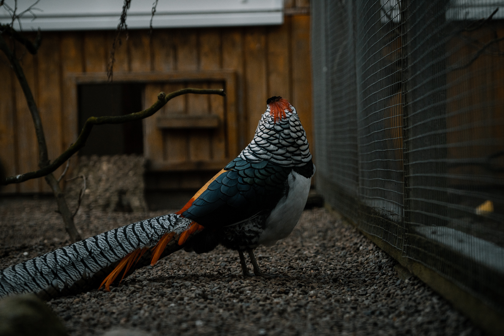 Lady Amherst Pheasant