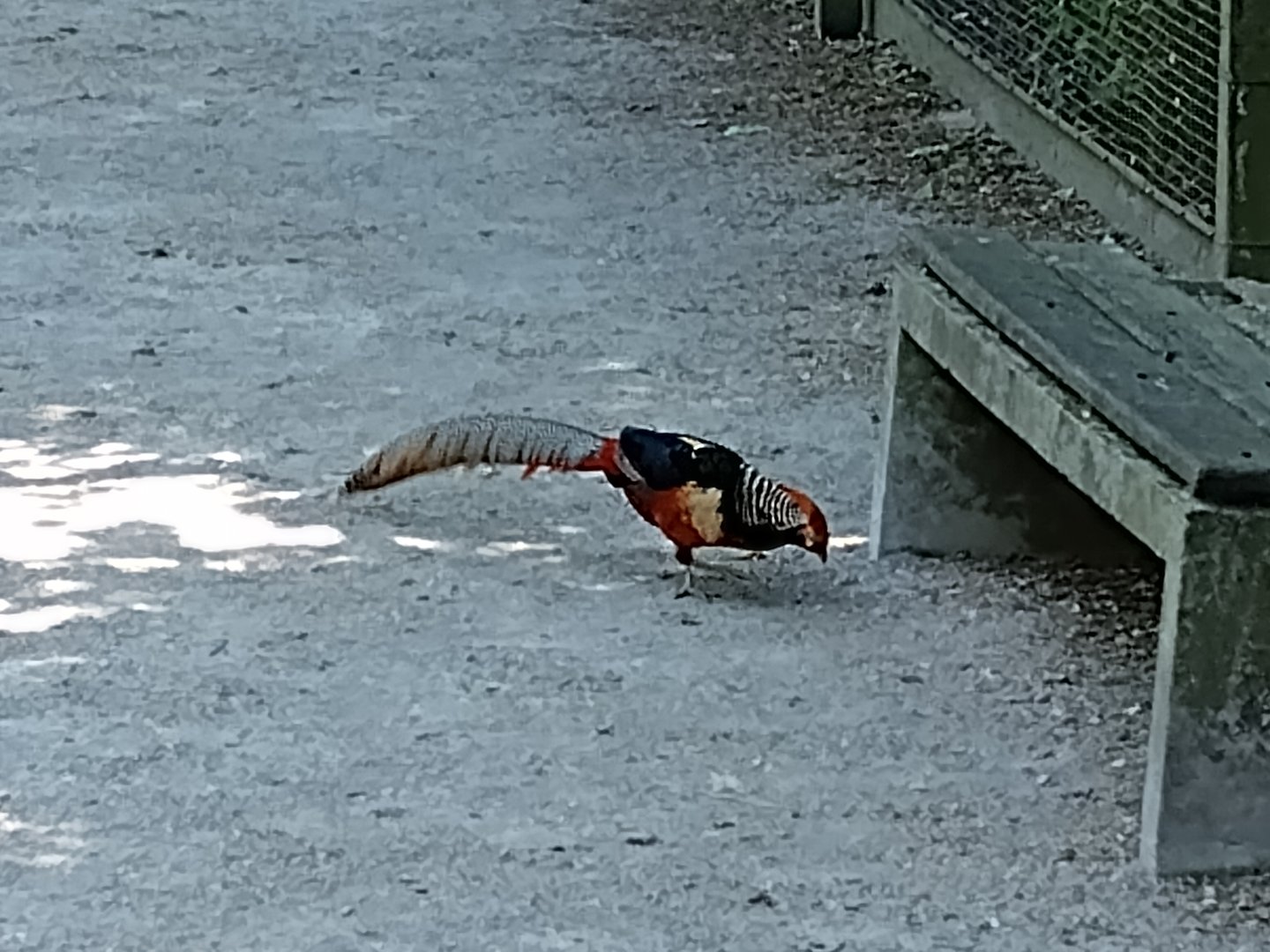 Lady amherst pheasant