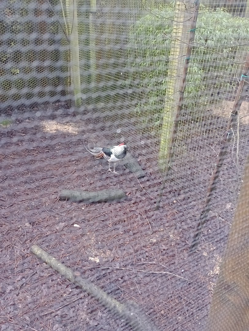 Lady Amherst pheasant