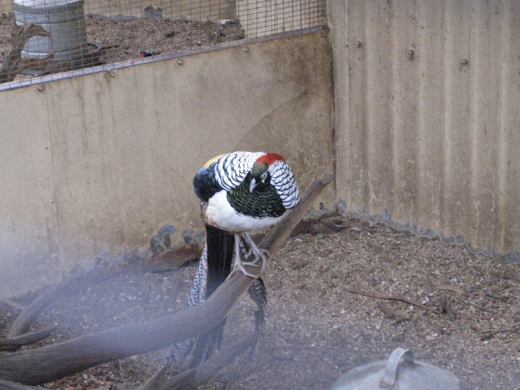 Lady Amherst Pheasant