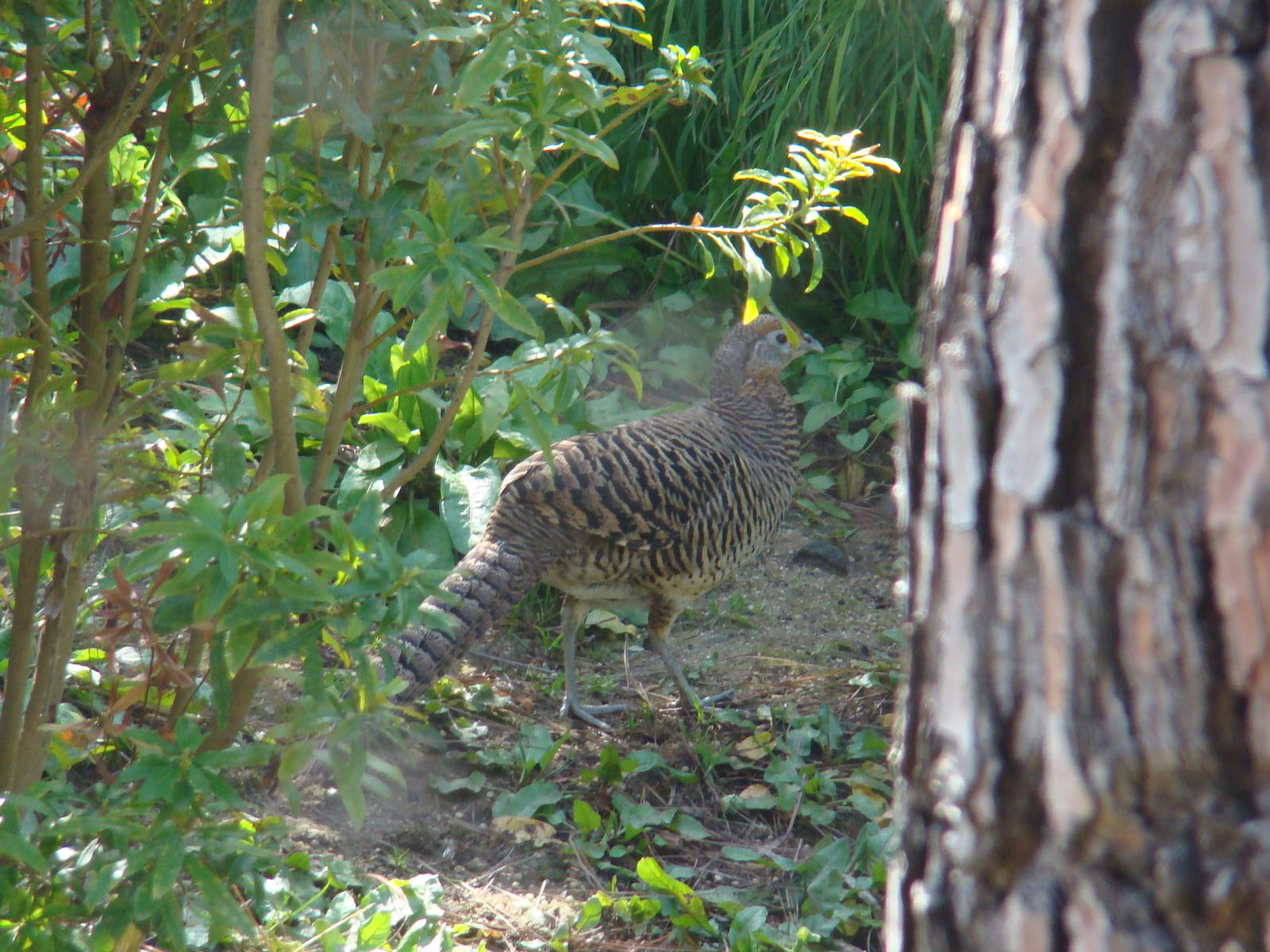 Lady Amherst Pheasant