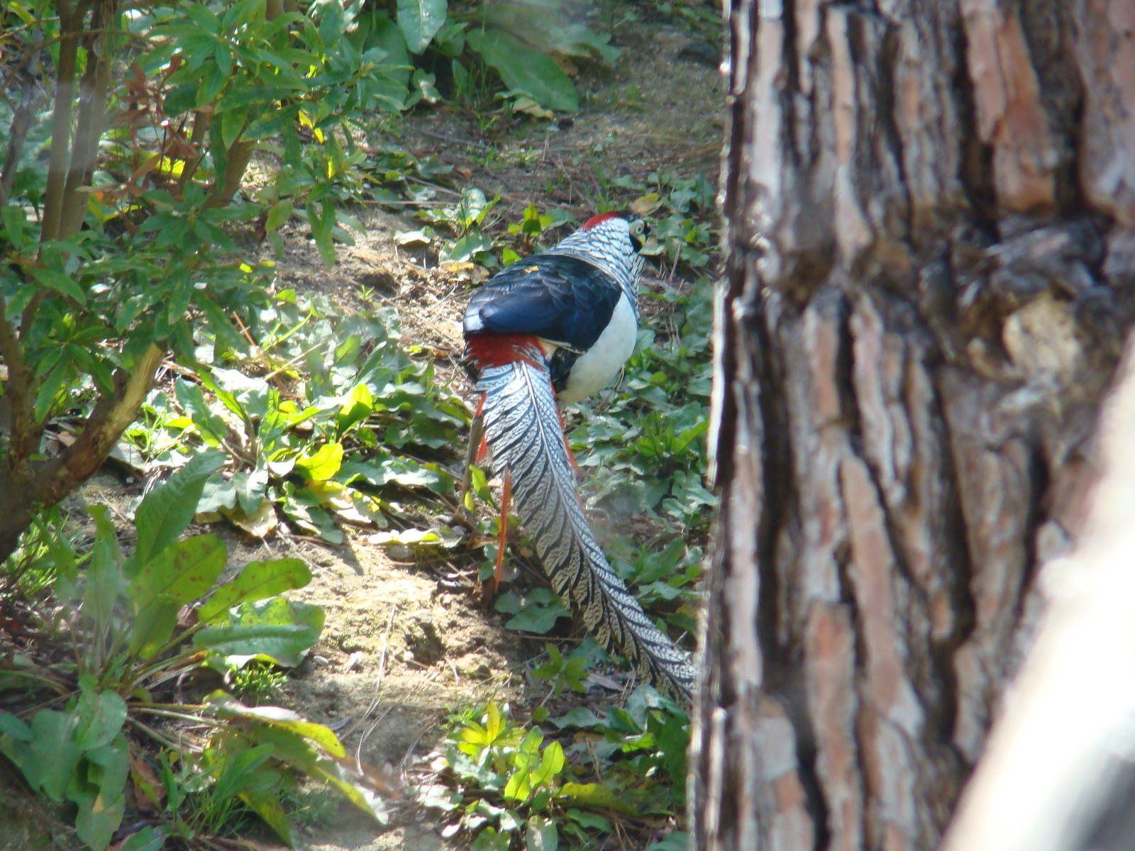 Lady Amherst Pheasant