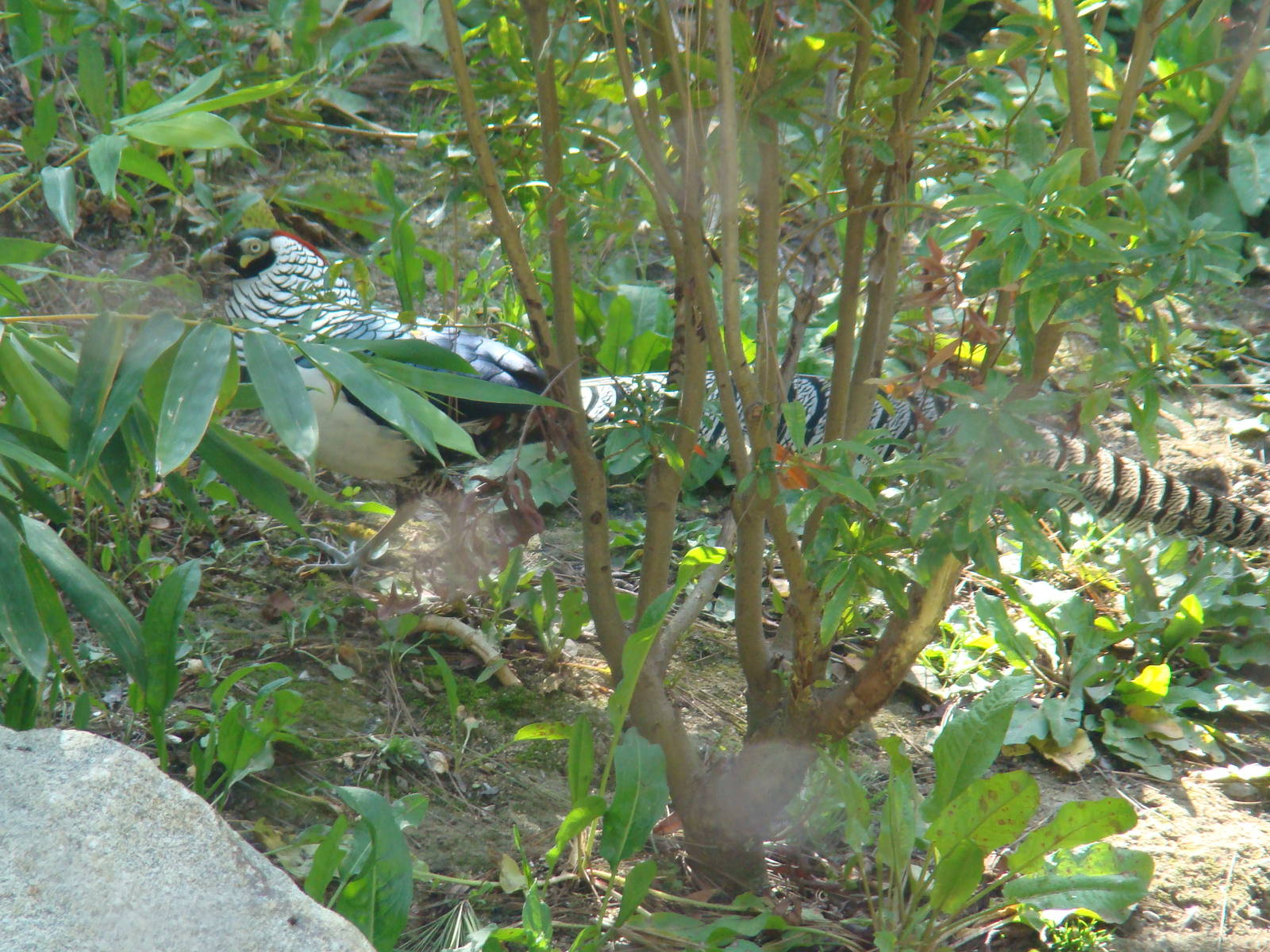 Lady Amherst Pheasant