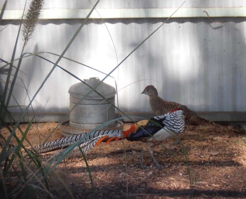 Lady Amherst Pheasants