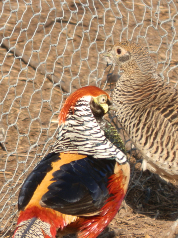 Lady Amherst Pheasants