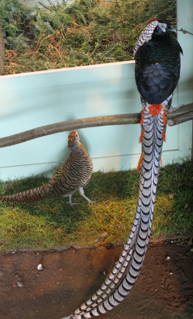 Lady Amherst pheasants