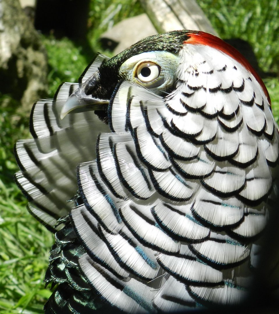 Lady Amherst´s Pheasant