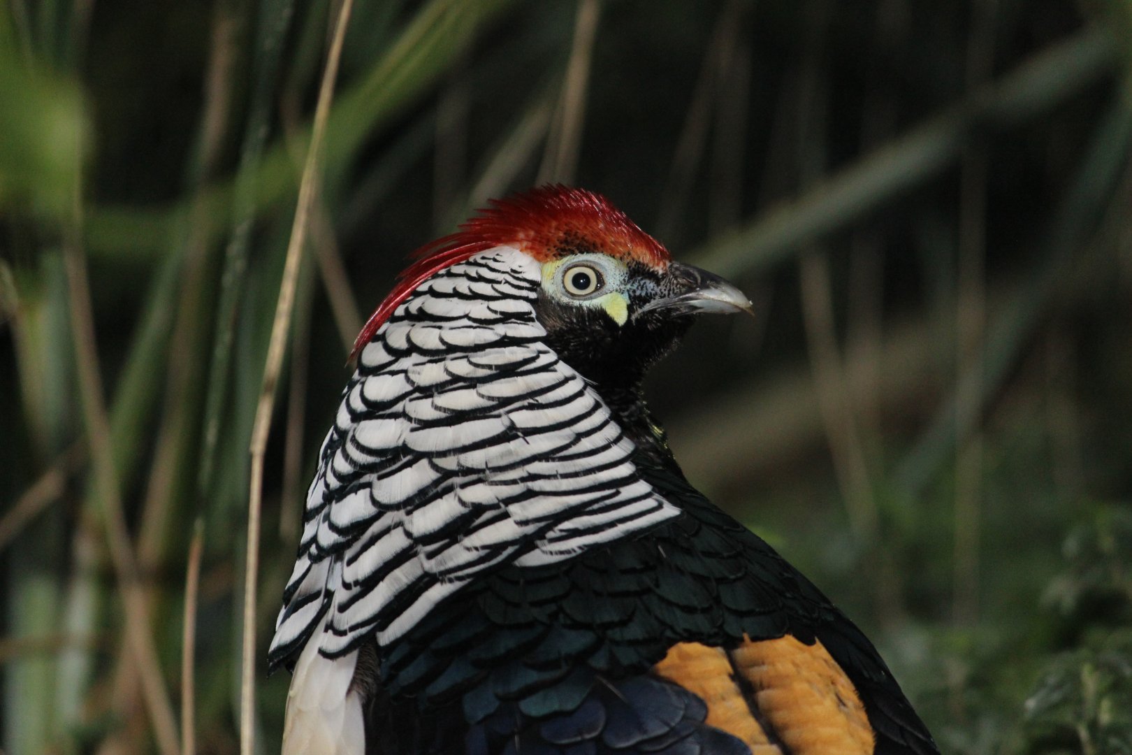 'Lady Amherst's' Hybrid Pheasant