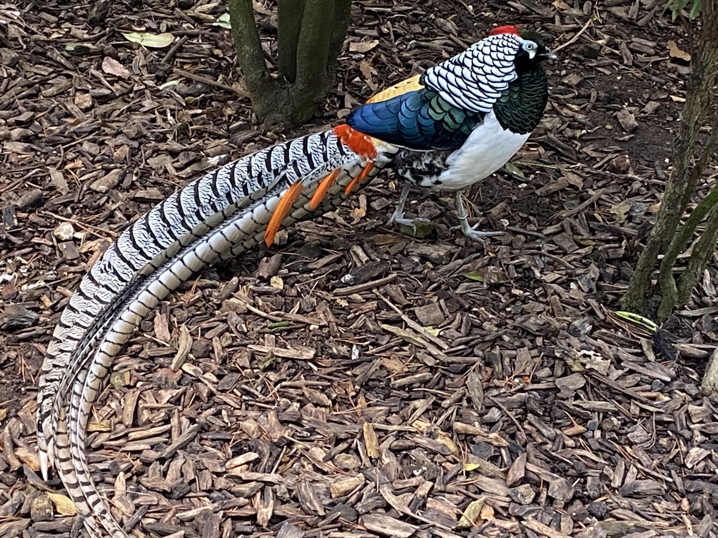 Lady Amherst's pheasant 061121