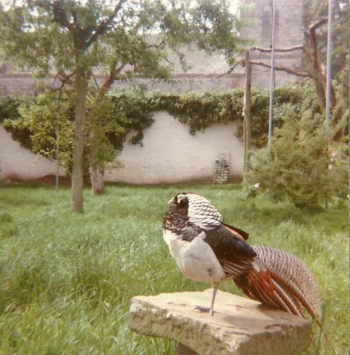 Lady Amherst's Pheasant 1976