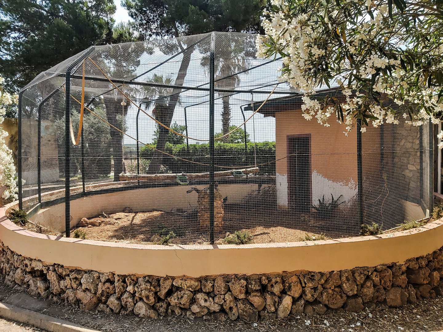 Lady Amherst's pheasant and Amazon parrots exhibit