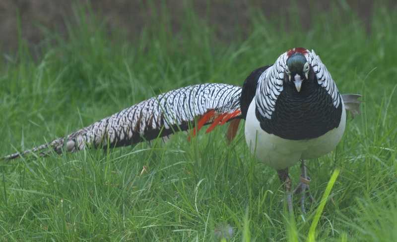 Lady Amherst's pheasant (April 19th, 2015)