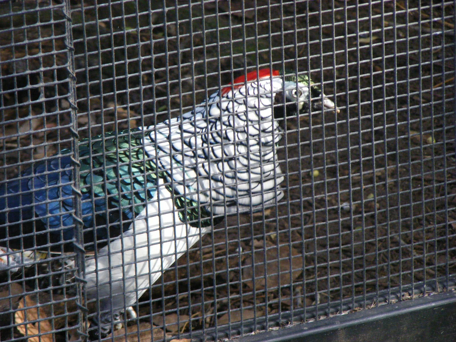 Lady Amherst's Pheasant - April, 2010