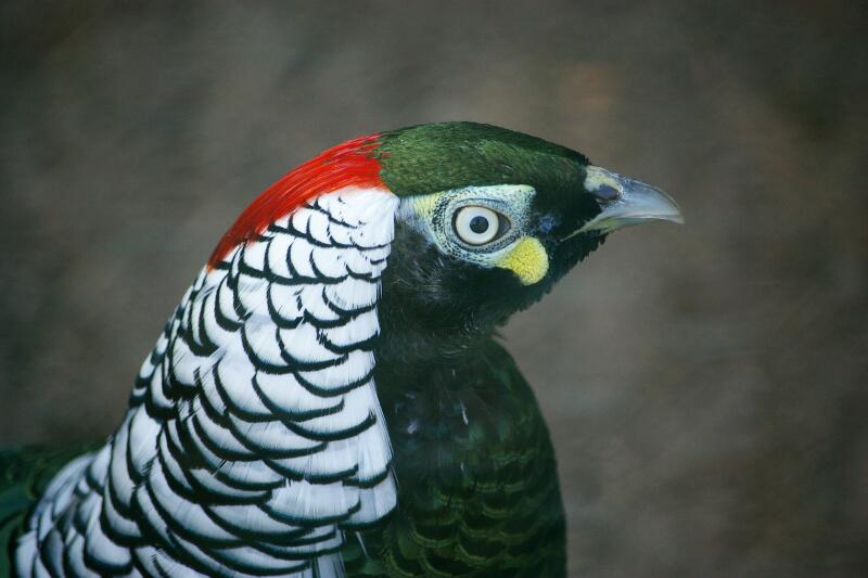 Lady Amherst's Pheasant at Birdpark Bad Nenndorf(Germany)