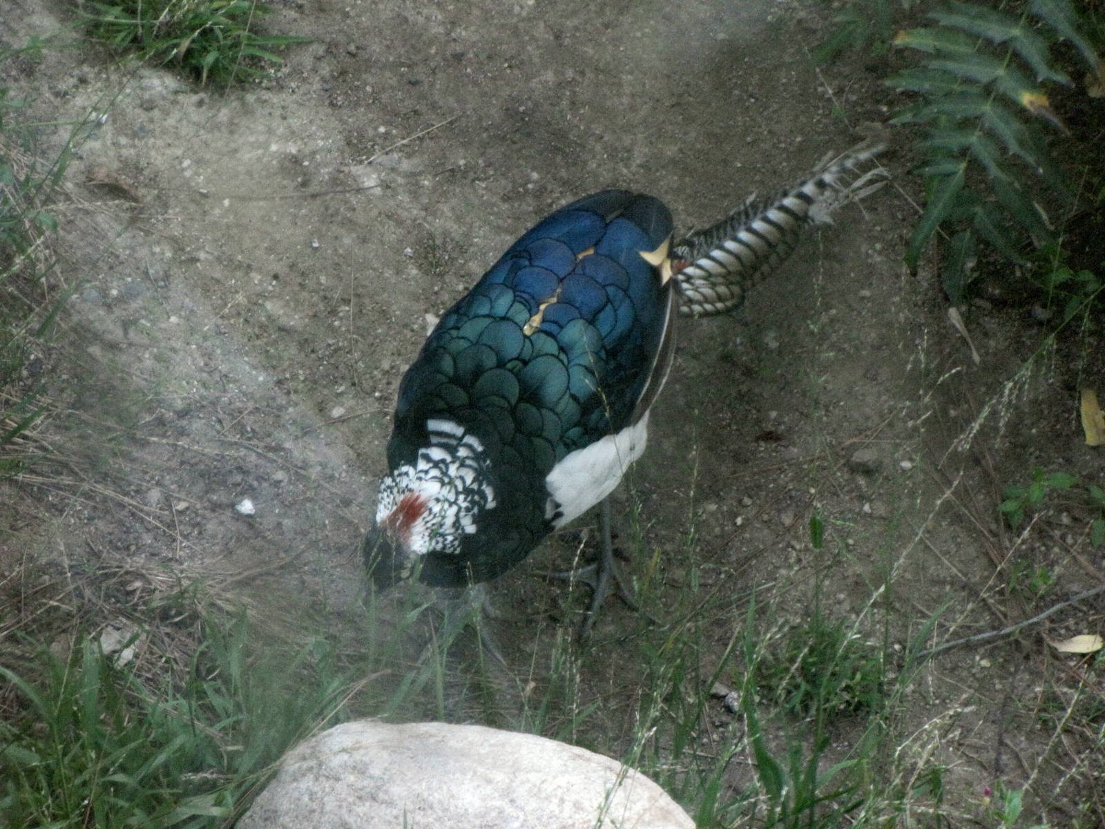 Lady Amherst's Pheasant - At Last!