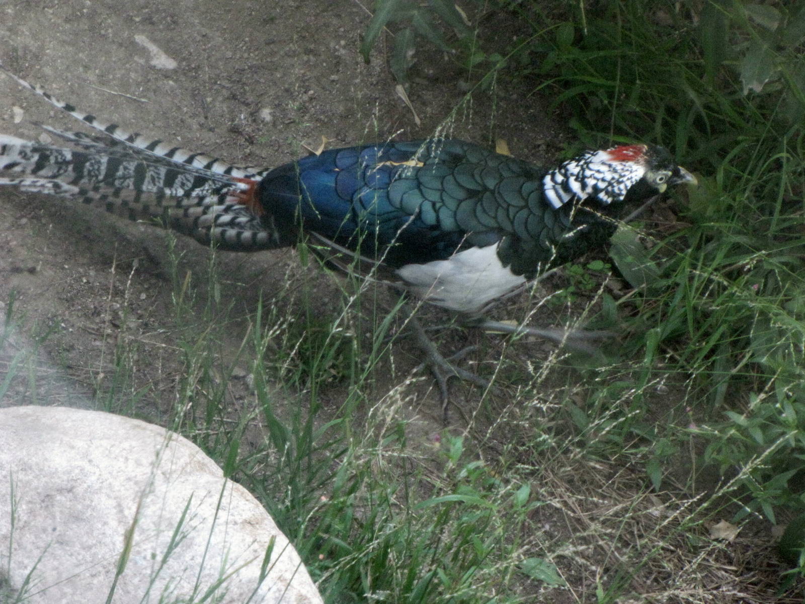 Lady Amherst's Pheasant - At Last!