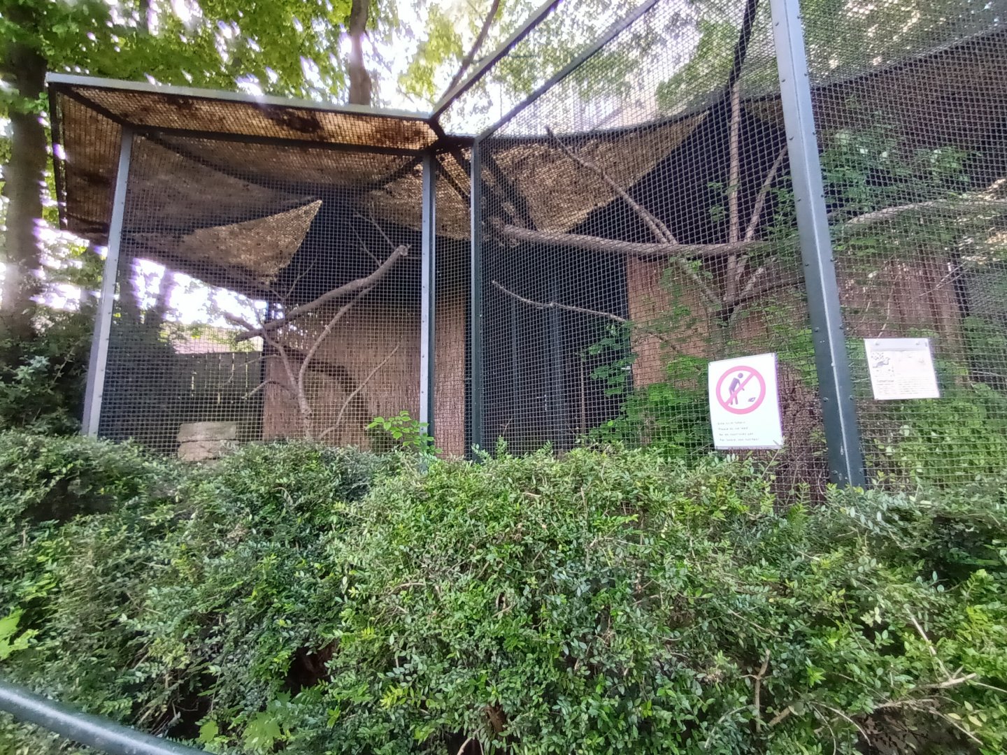 Lady Amhersts Pheasant Aviary