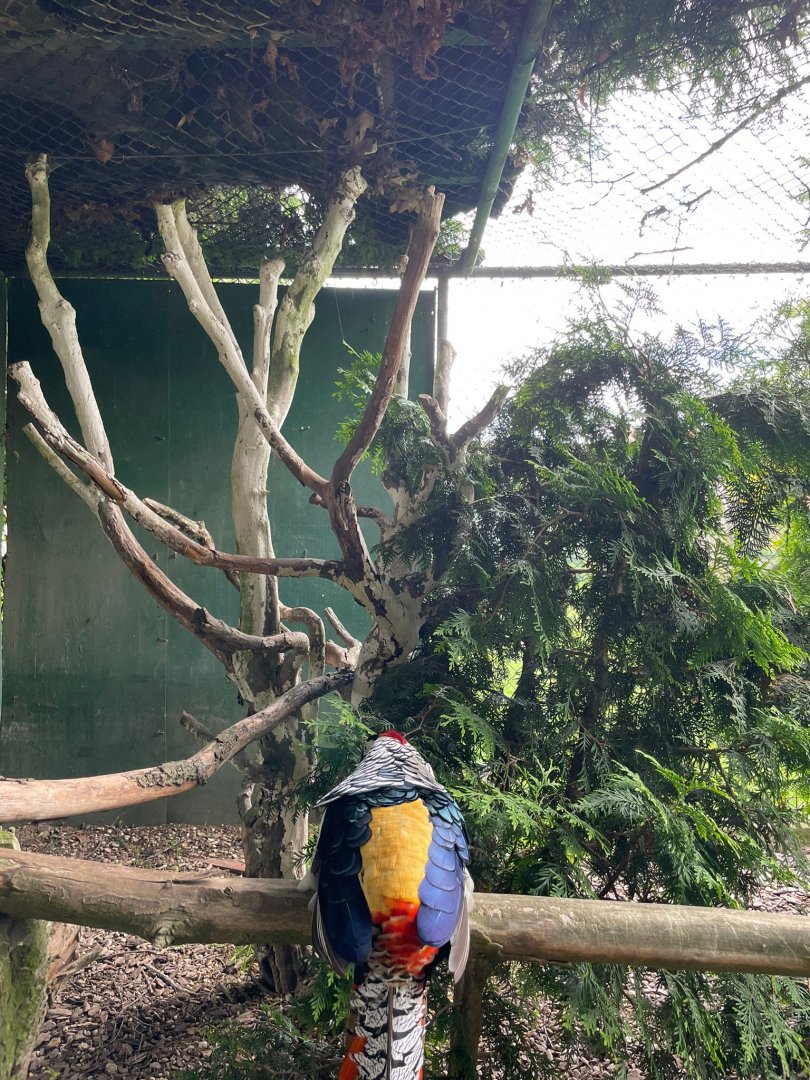 Lady Amhersts Pheasant Aviary