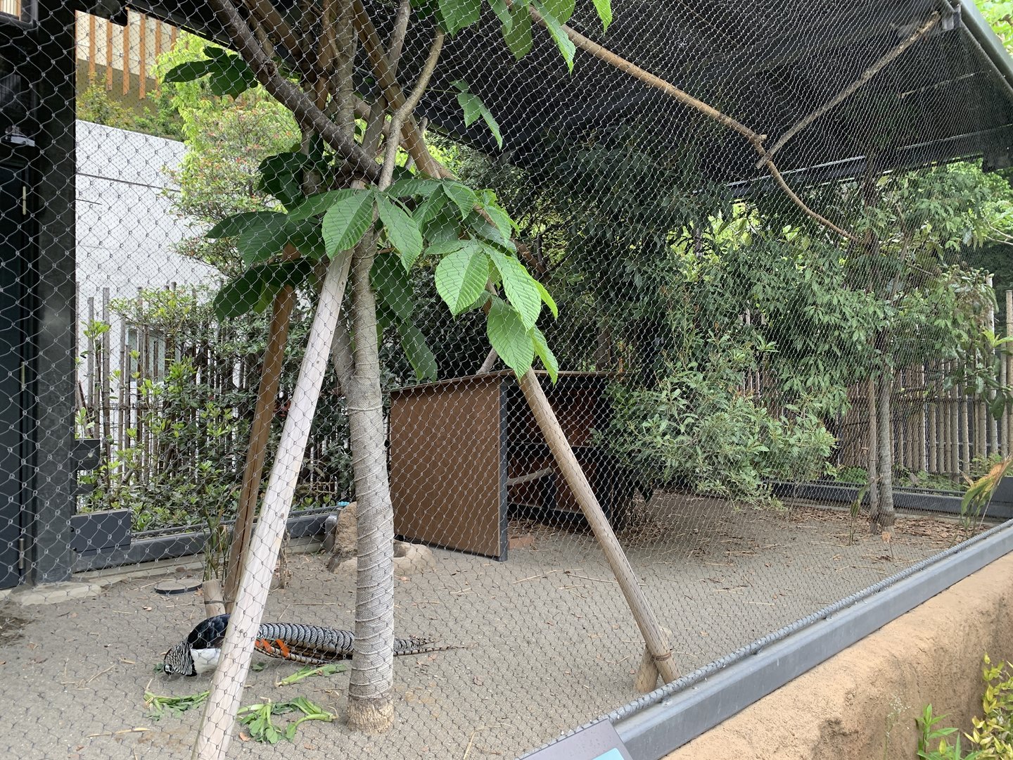 Lady Amherst’s Pheasant Aviary