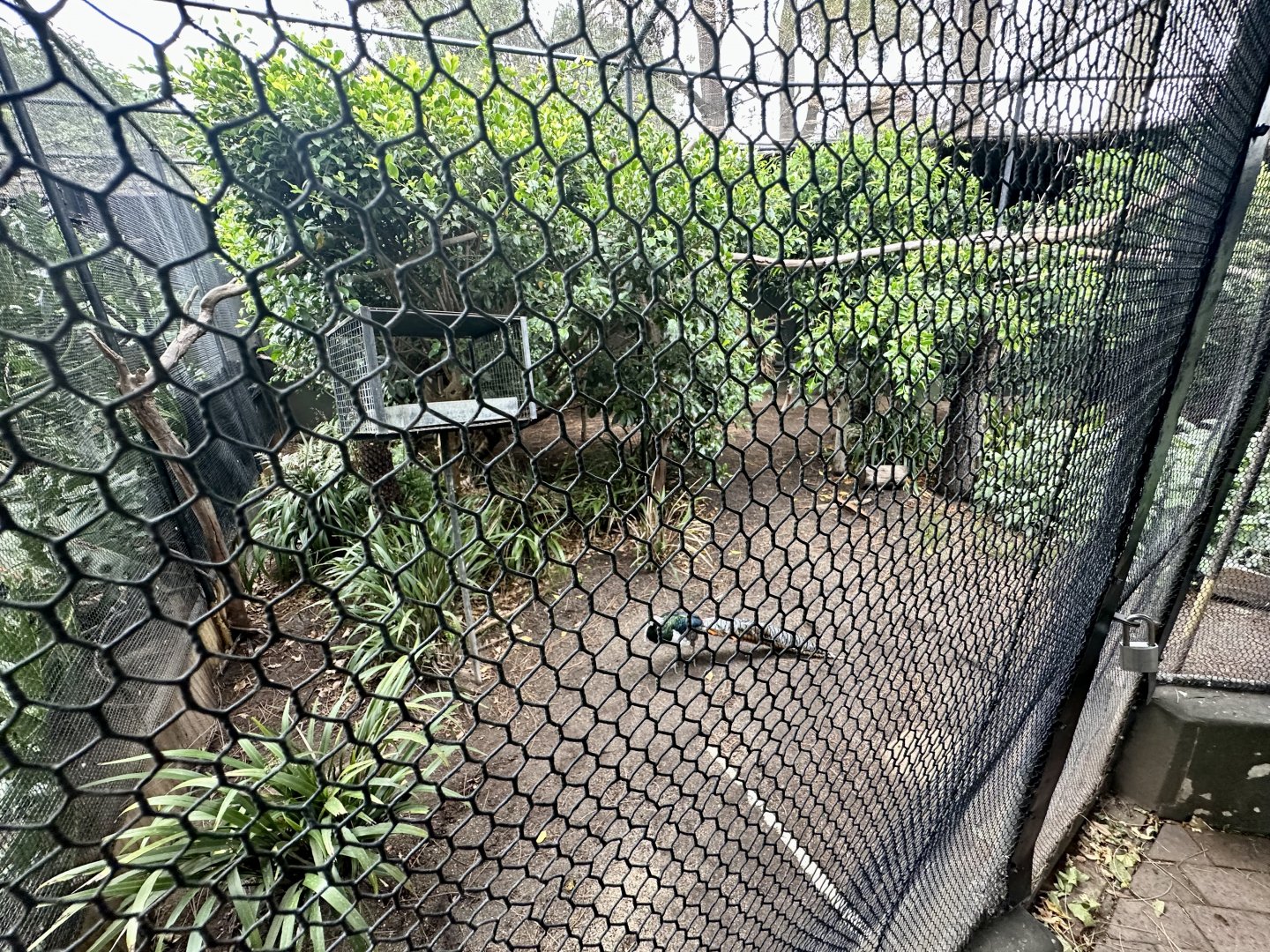 Lady Amherst’s Pheasant Aviary